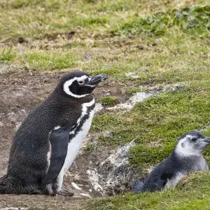 Der Magellanpinguin (Spheniscus magellanicus) Eltern mit Jungvogel am Nest auf den Färöer Inseln Der Magellanpinguin (Spheniscus magellanicus) Eltern mit Jungvogel am Nest auf den Färöer Inseln