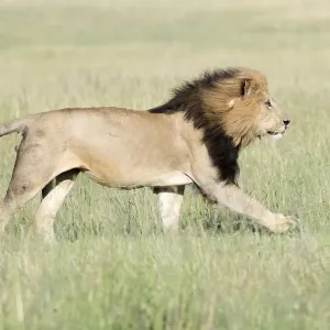Männlicher afrikanischer Löwe (Panthera leo), läuft auf der Savanne in den Masai-Mara im kenianischen Kenia Männlicher afrikanischer Löwe (Panthera leo), läuft auf der Savanne in den Masai-Mara im kenianischen Kenia