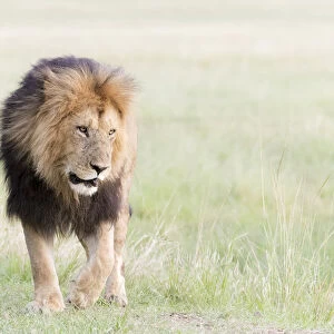 Male African Lion (Panthera leo) on savanna, Masai Mara, Kenya