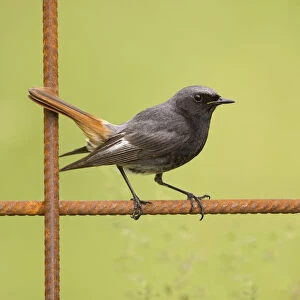 Male Black redstart (Phoenicurus ochruros) resting on a fence, The Netherlands