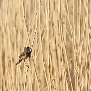 One male Bluethroat (Luscinia svecica) perched in Reed, singing, gelderland, the Netherlands