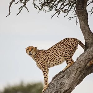 A male Cheetah (Acinonyx jubatus) uncharacteristically climbs a tree to scout for prey