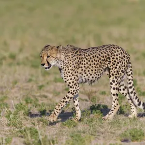 Männlicher Buschleopard (Acinonyx jubatus), geht über offenes Grasland in Südafrika Männlicher Buschleopard (Acinonyx jubatus), geht über offenes Grasland in Südafrika