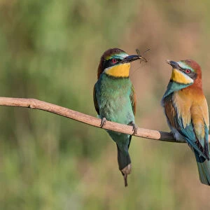 Male Eueopean Bee-eater (Merops apiaster) presenting female with a food gift as part