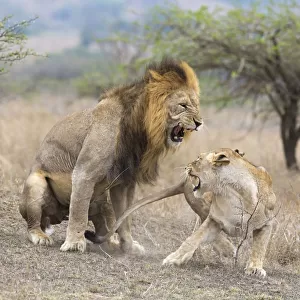 A male Lion and Lioness (Panthera leo) after mating aggressive, South Africa