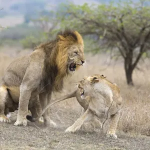 Ein männlicher Löwe und Weibchen des Löwen (Panthera leo), nach dem Mating aggressiv in Südafrika Ein männlicher Löwe und Weibchen des Löwen (Panthera leo), nach dem Mating aggressiv in Südafrika