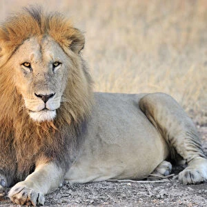 Male Lion (Panthera leo) lying, Tanzania, Serengeti National Park, Grumeti