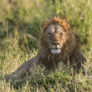 Männlicher Löwe (Panthera leo), ruhend im Gras, Kenia, Narok-County, Masai-Mara-Nationalpark Männlicher Löwe (Panthera leo), ruhend im Gras, Kenia, Narok-County, Masai-Mara-Nationalpark