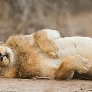 Männlicher Löwe (Panthera leo), auf dem Rücken rollend, in der Republik Namibia Männlicher Löwe (Panthera leo), auf dem Rücken rollend, in der Republik Namibia