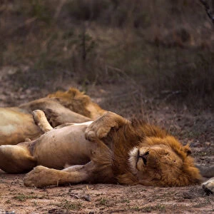 A male lion (Panthera leo) sleeping near members of his pride, Limpopo, South Africa