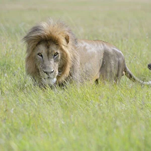 Male Lion (Panthera leo) standing on savanna, Masai Mara National Reserve, Kenya