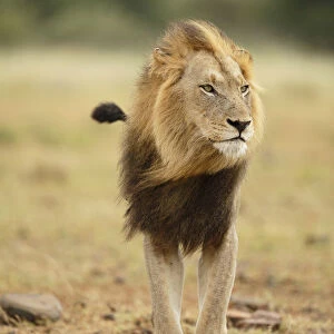 Male Lion (Panthera leo) standing, South Africa, Kruger National Park