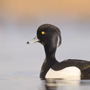 Male Tufted duck (Aythya fuligula) close-up, The Netherlands, Noord-Holland