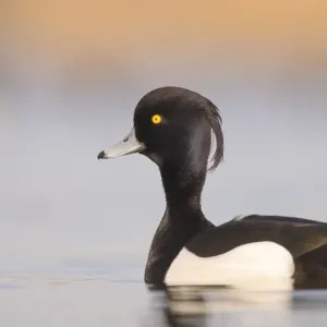 Pato de cola enmascarada macho (Aythya fuligula) a gran cercanía, Países Bajos, Noord-Holland.