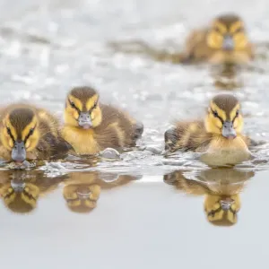 Vier Mäusebüchsen (Anas platyrhynchos)-Gansgezwänge schwimmen in Richtung der Kamera, Südholland Vier Mäusebüchsen (Anas platyrhynchos)-Gansgezwänge schwimmen in Richtung der Kamera, Südholland