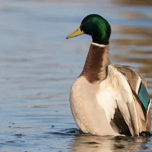 Maurerente (Anas platyrhynchos), seine Flügel ausstreckt, Polder Arkemheen in den Niederlanden Maurerente (Anas platyrhynchos), seine Flügel ausstreckt, Polder Arkemheen in den Niederlanden