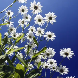 Marguerite Print, Bursfelde Flowers Marguerite Print, Bursfelde Flowers