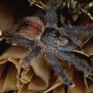 Metallic White-toed Tarantula Print, Venezuela Metallic White-toed Tarantula Print, Venezuela