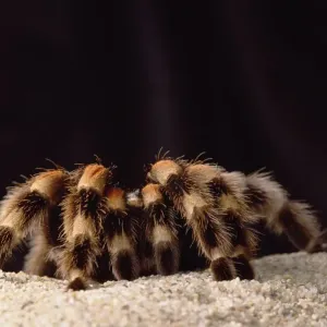 Mexican Red-knee Tarantula Print Mexican Red-knee Tarantula Print
