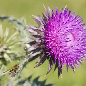 Milk Thistle Flower Print with Hoverfly Milk Thistle Flower Print with Hoverfly