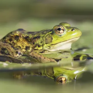 Mink Frog Print on Lily Pad, Nova Scotia Mink Frog Print on Lily Pad, Nova Scotia