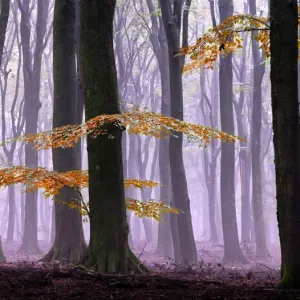 Wäldchen im feuchten Herbst
