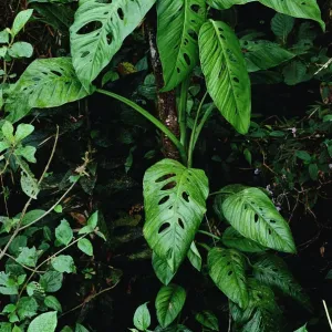 Monsternapflanze (Monstera spp.) wird an der Basis eines Baumes im Regenwald von Panamá wachsend Monsternapflanze (Monstera spp.) wird an der Basis eines Baumes im Regenwald von Panamá wachsend
