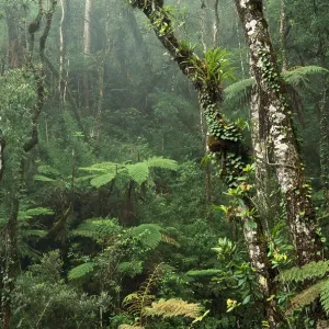 Bergige Regenwaldinnere zone bei einer Höhe von 2.100 Metern in der Nähe des Gipfels von Mount Kinabalü und im Naturschutzgebiet Mount Kinabalü Bergige Regenwaldinnere zone bei einer Höhe von 2.100 Metern in der Nähe des Gipfels von Mount Kinabalü und im Naturschutzgebiet Mount Kinabalü
