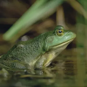 Montevideo Treefrog Print, Ontario, Canada Montevideo Treefrog Print, Ontario, Canada