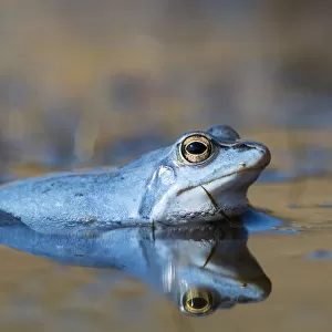 Moor Frog (Rana arvalis), Bavaria, Germany
