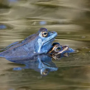 Moor Frog Pair in Amplexus Print Moor Frog Pair in Amplexus Print