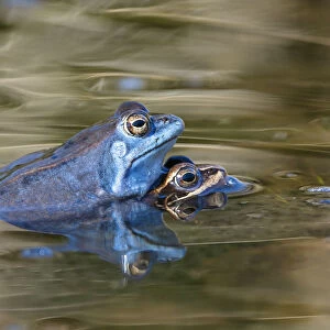 Moor Frog (Rana arvalis) pair in amplexus, Bavaria, Germany