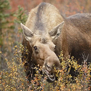 Moose (Alces alces) cow feeding on vegetation, Denali National Park and Preserve, Alaska, United States