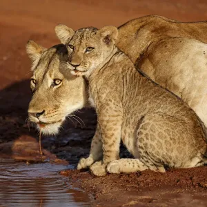 Eine Mutterlöwin (Panthera leo) und ein von ihr gezeugtes Kätzchen trinkt am frühen Morgen an Eine Mutterlöwin (Panthera leo) und ein von ihr gezeugtes Kätzchen trinkt am frühen Morgen an