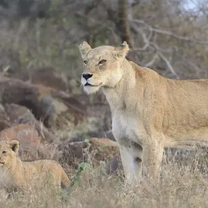Eine Mutterlöwinnen (Panthera leo) und ein von ihr geborener Junge gehen zusammen Spaziergang im Kruger N.P Eine Mutterlöwinnen (Panthera leo) und ein von ihr geborener Junge gehen zusammen Spaziergang im Kruger N.P