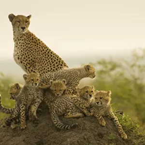 Mother and six young cheetah (Acynonyx jubatus) cubs resting on termite mound in early