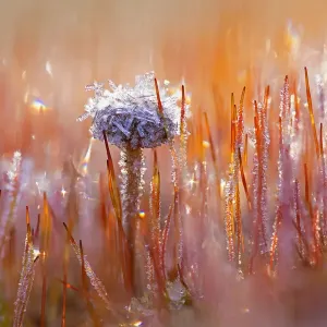 Berghaarm Moos Psilocybe (Deconica montana) und Hahnenfuss Polytrichum piliferum mit Eis Kristallen bedeckt, Amsterdamse Waterleidingduinen in Nordholland
