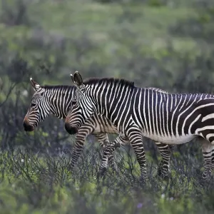 Bergzebra-Paar im Bonteboks-Nationalpark in Südafrika