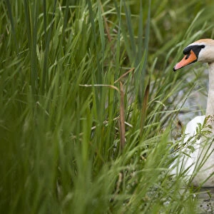 Mute swan (Cygnus olor) in channel amongst grasses, Tartu region, Estonia, Estonia