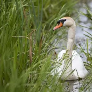 Weichsesel (Cygnus olor) im Wasserfluss unter Graswiesen, Region Tartu, Estland Weichsesel (Cygnus olor) im Wasserfluss unter Graswiesen, Region Tartu, Estland