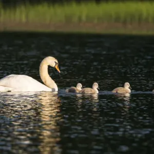 Stummbaumschwan (Cygnus olor), mit Jungvögeln auf dem See im Estnischen Teil der Stadt Tartu Stummbaumschwan (Cygnus olor), mit Jungvögeln auf dem See im Estnischen Teil der Stadt Tartu
