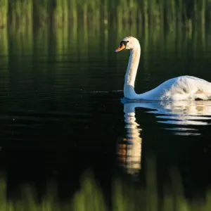 Tauchswan (Cygnus olor), an der Ränder des Sees in der Region von Tartu im Land Estland Tauchswan (Cygnus olor), an der Ränder des Sees in der Region von Tartu im Land Estland