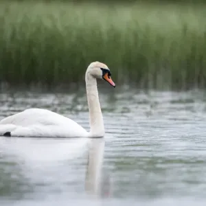Stummschwanzgeier (Cygnus olor), an der Ränder des Sees im Regen bei Tartu in Estland Stummschwanzgeier (Cygnus olor), an der Ränder des Sees im Regen bei Tartu in Estland