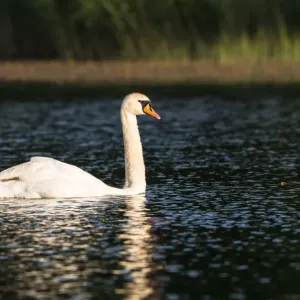 Tauchaende Schwanschwanze (Cygnus olor), See in der Nähe von Tartu im Estland Tauchaende Schwanschwanze (Cygnus olor), See in der Nähe von Tartu im Estland