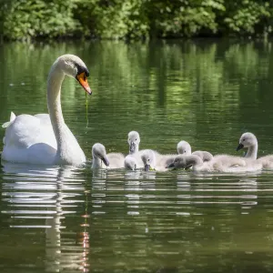 Mute Swan Parent with Cygnets Print, Bavaria, Germany