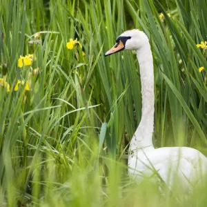 Stumm Schwanzenten (Cygnus olor) unter gelben Fähnern (Iris pseudacorus), Region Tartu, Estland Stumm Schwanzenten (Cygnus olor) unter gelben Fähnern (Iris pseudacorus), Region Tartu, Estland