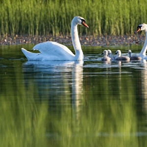 Mute swans (Cygnus olor) with cygnets at edge of lake, Tartu region, Estonia, Tartu region