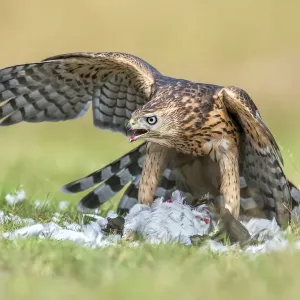 Nordlicher Geienschwalbe (Accipiter gentilis), mit Beute auf der Veluwe in Gelderland, den Niederlanden