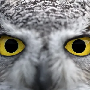 Nordlicher Großer Hörnchen-Fuchs (Bubo virginianus subarticius) Gesichtsaufnahme mit Blick auf die Kamera Nordlicher Großer Hörnchen-Fuchs (Bubo virginianus subarticius) Gesichtsaufnahme mit Blick auf die Kamera