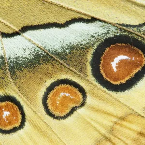 Nordliche Jungfrau Königin (Stichophthalma camadeva), weiblich, Indien Nordliche Jungfrau Königin (Stichophthalma camadeva), weiblich, Indien